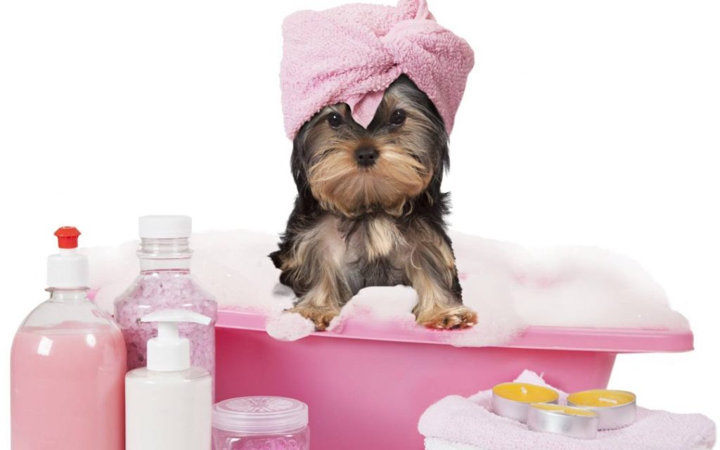 Pet Grooming Services