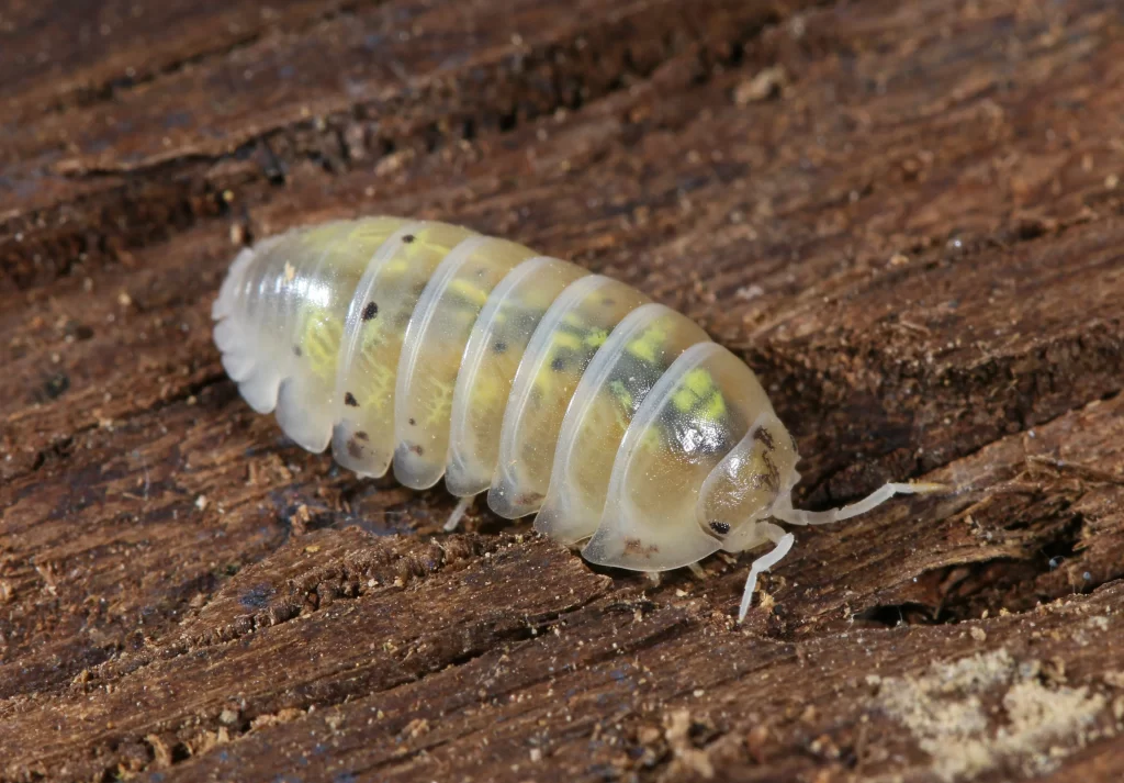 White shark isopods
